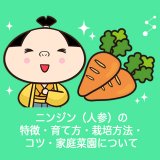 ニンジン（人参）の特徴・育て方・栽培方法・コツ・家庭菜園について
