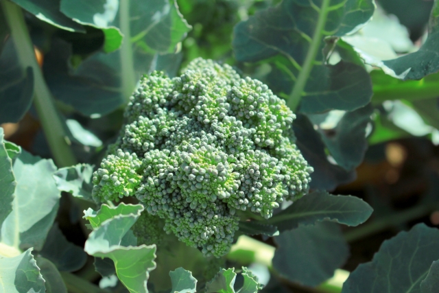 ブロッコリーの特徴 育て方 栽培方法 コツ 家庭菜園について